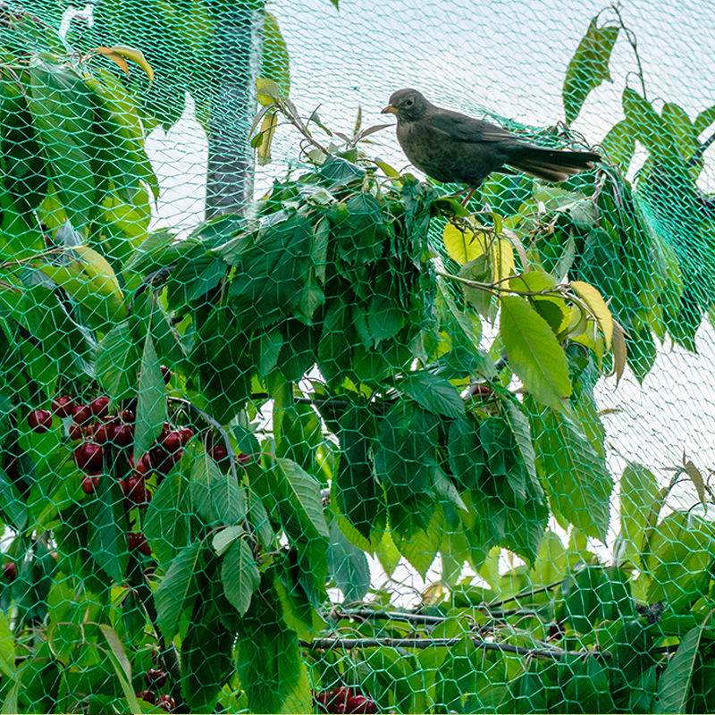 বাগানের অ্যান্টি-বার্ড জালের ভূমিকা এবং কীভাবে অ্যান্টি-বার্ড নেট বেছে নেওয়া যায়