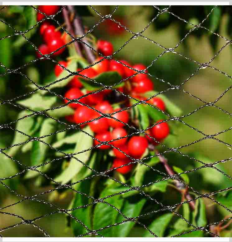 ফলের জন্য অ্যান্টি বার্ড জাল