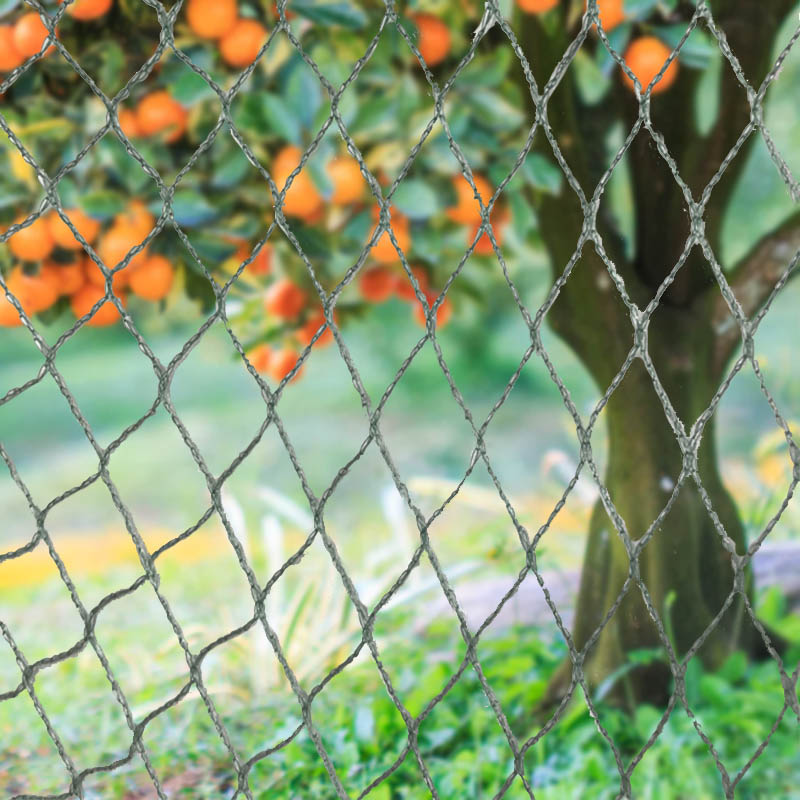 পাখি জাল পশু বাধা